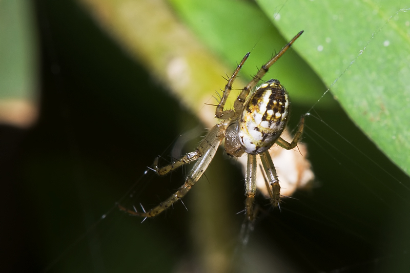 Mangora acalypha